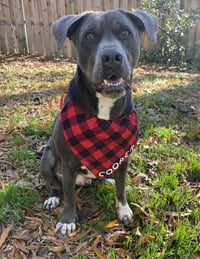 Cooper - Photo 2