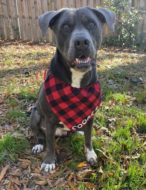 COOPER - American Staffordshire Terrier / Labrador Retriever available for adoption