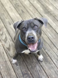 Cooper - Photo 12
