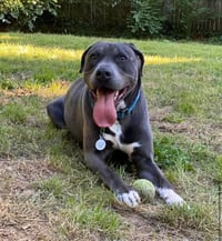 Cooper - Photo 22