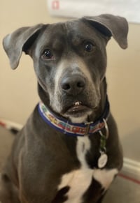 Cooper - Photo 6