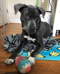 Cooper - Photo 16