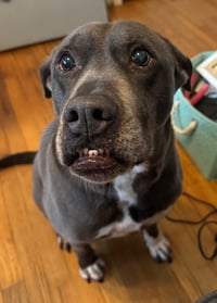 Cooper - Photo 3