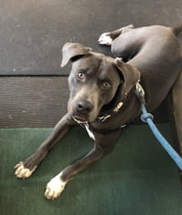 Cooper - Photo 18