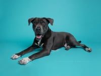 Cooper - Photo 14