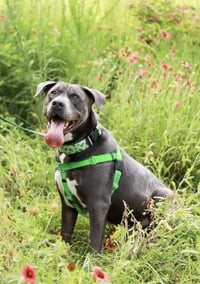 Cooper - Photo 5