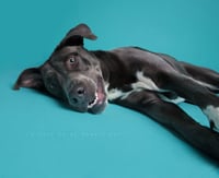 Cooper - Photo 17