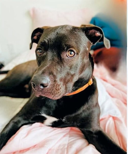 ASTRO - Labrador Retriever / Boxer available for adoption