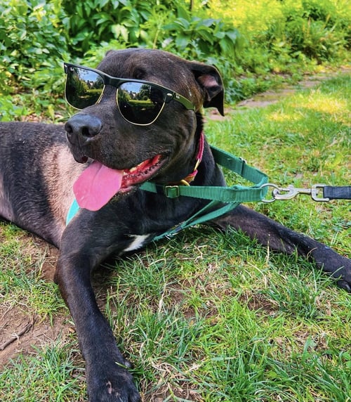 ASTRO - Labrador Retriever / Boxer available for adoption