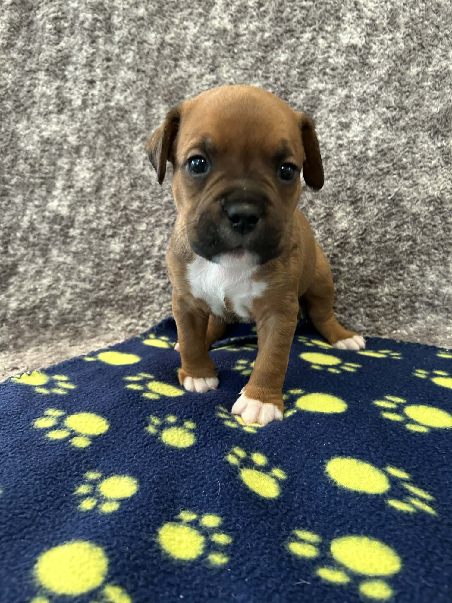 CALEB - GOLDEN HOUR LITTER - American Staffordshire Terrier available for adoption