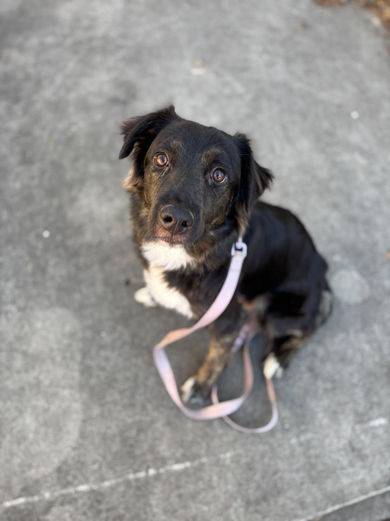 MABRY - Border Collie available for adoption