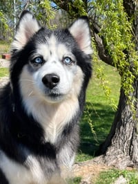 Kino - Photo 2