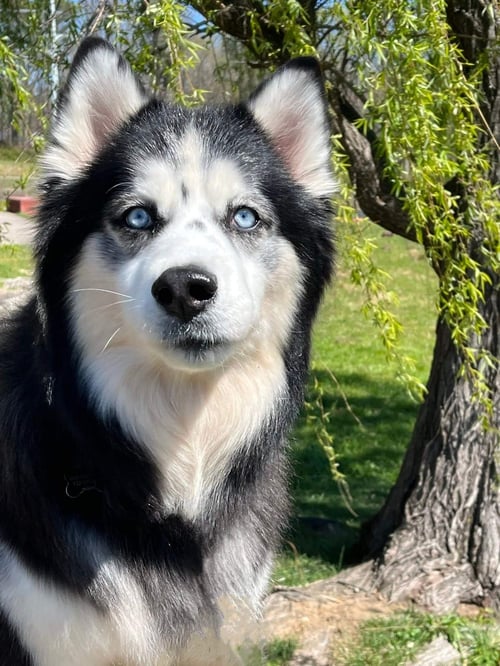 KINO - Siberian Husky available for adoption