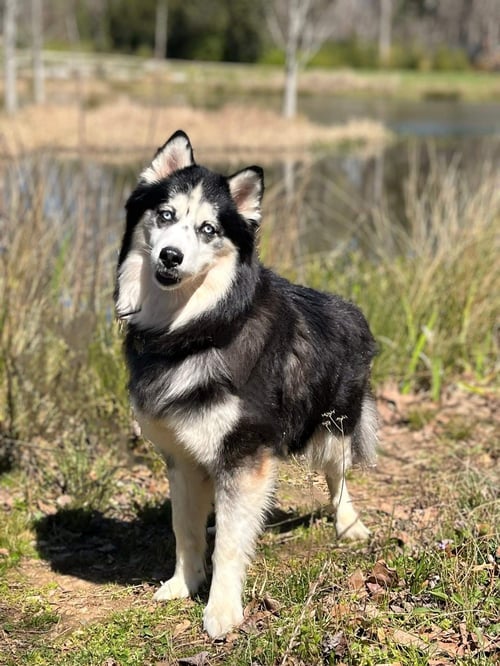 KINO - Siberian Husky available for adoption
