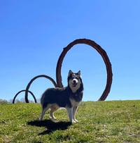 Kino - Photo 4