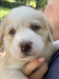 Scout - Sweets Litter - Photo 1