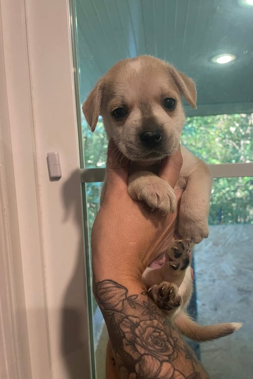 CINNAMON - Labrador Retriever available for adoption