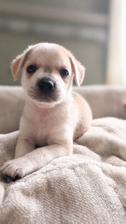 Cinnamon Image