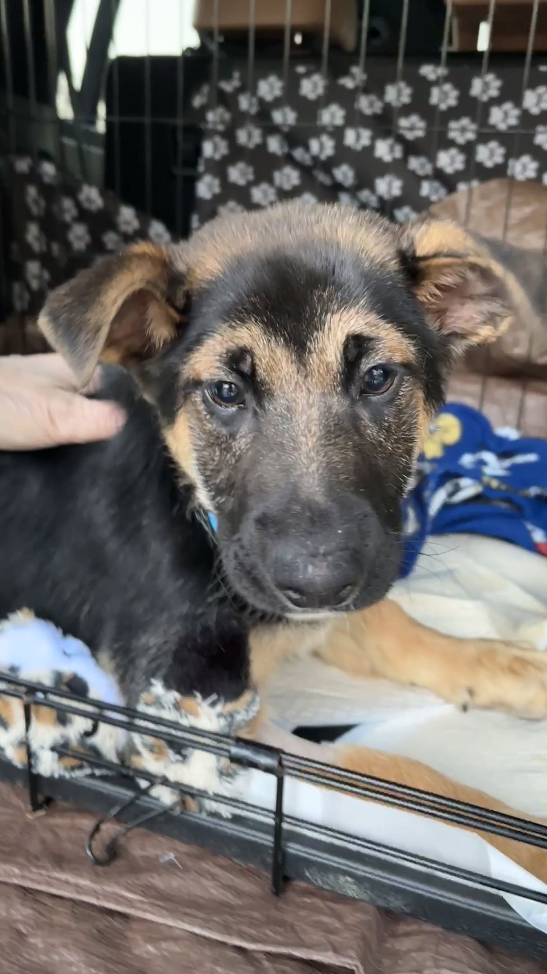 ELSIE - German Shepherd Dog available for adoption