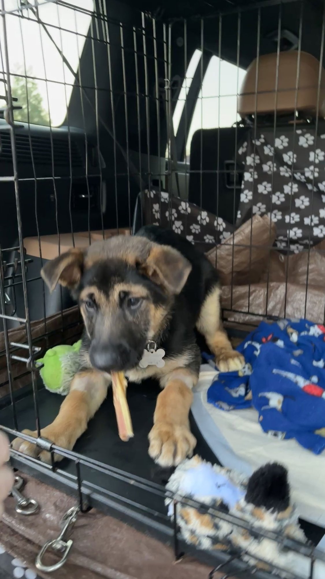 ELSIE - German Shepherd Dog available for adoption