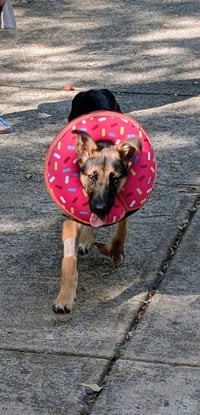 Elsie - Photo 5