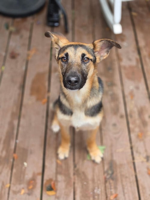 ELSIE - German Shepherd Dog available for adoption