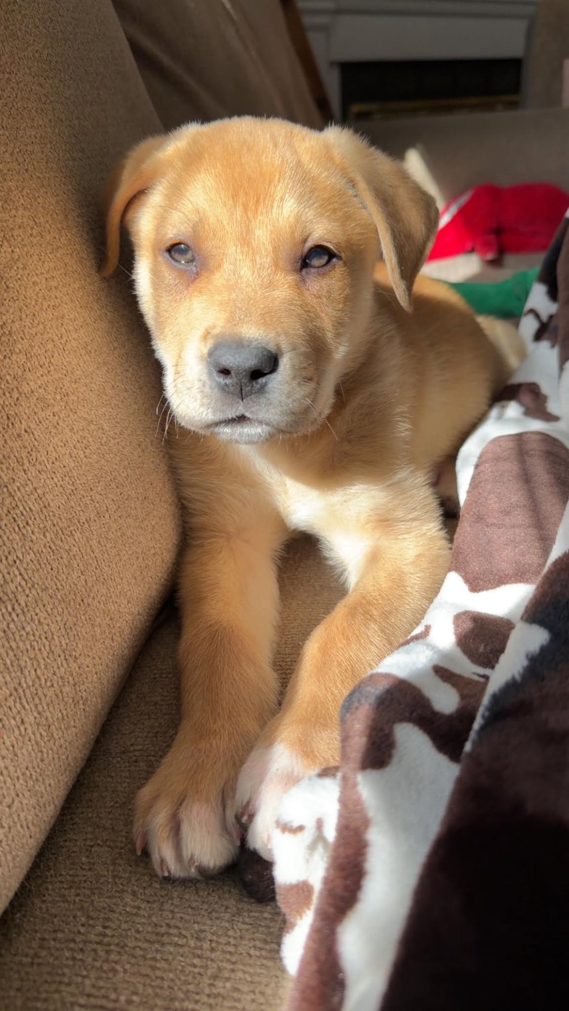 WILLIE-NICK OF TIME LITTER - Australian Shepherd / Shepherd available for adoption