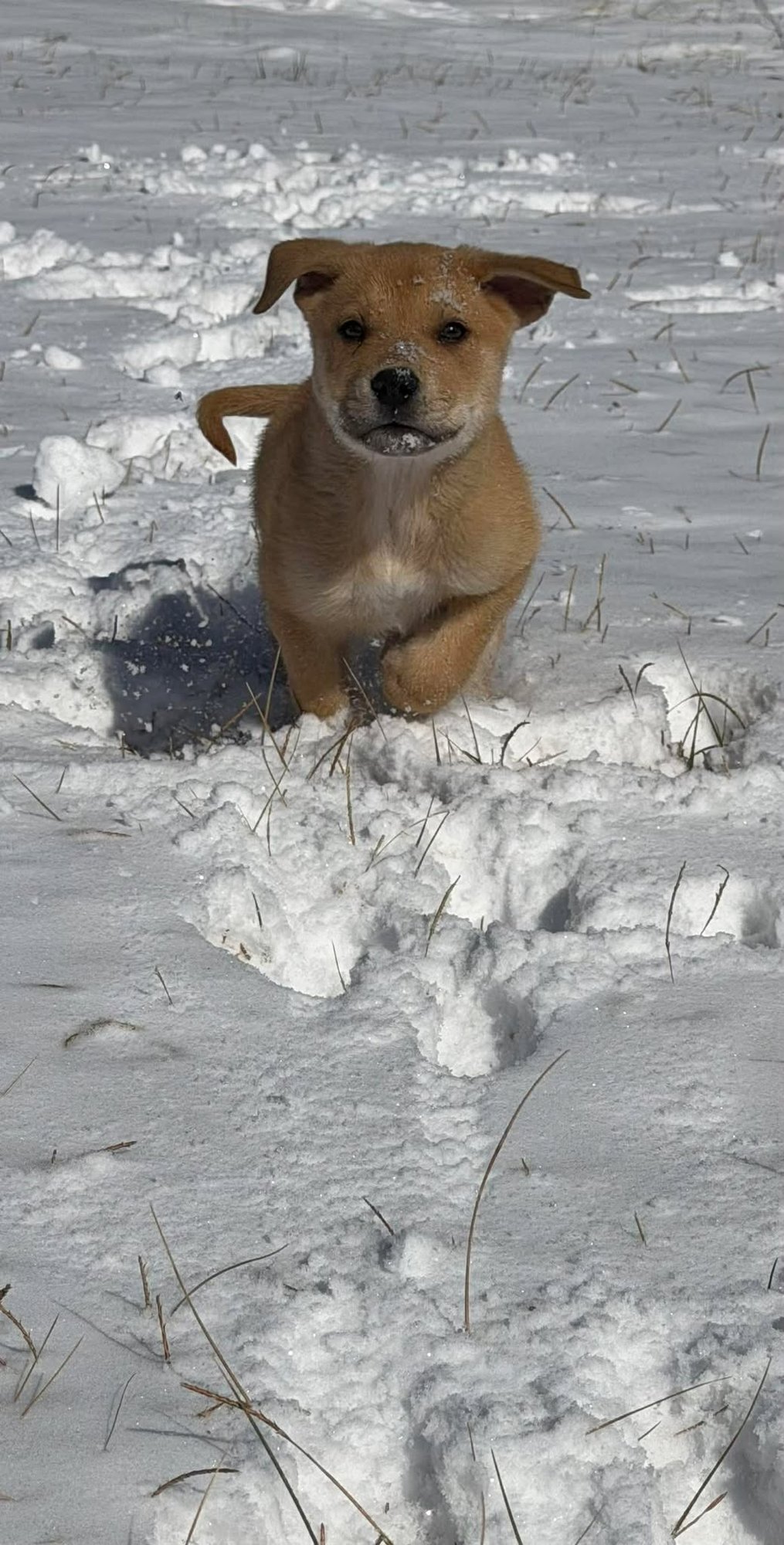 WILLIE-NICK OF TIME LITTER - Australian Shepherd / Shepherd available for adoption