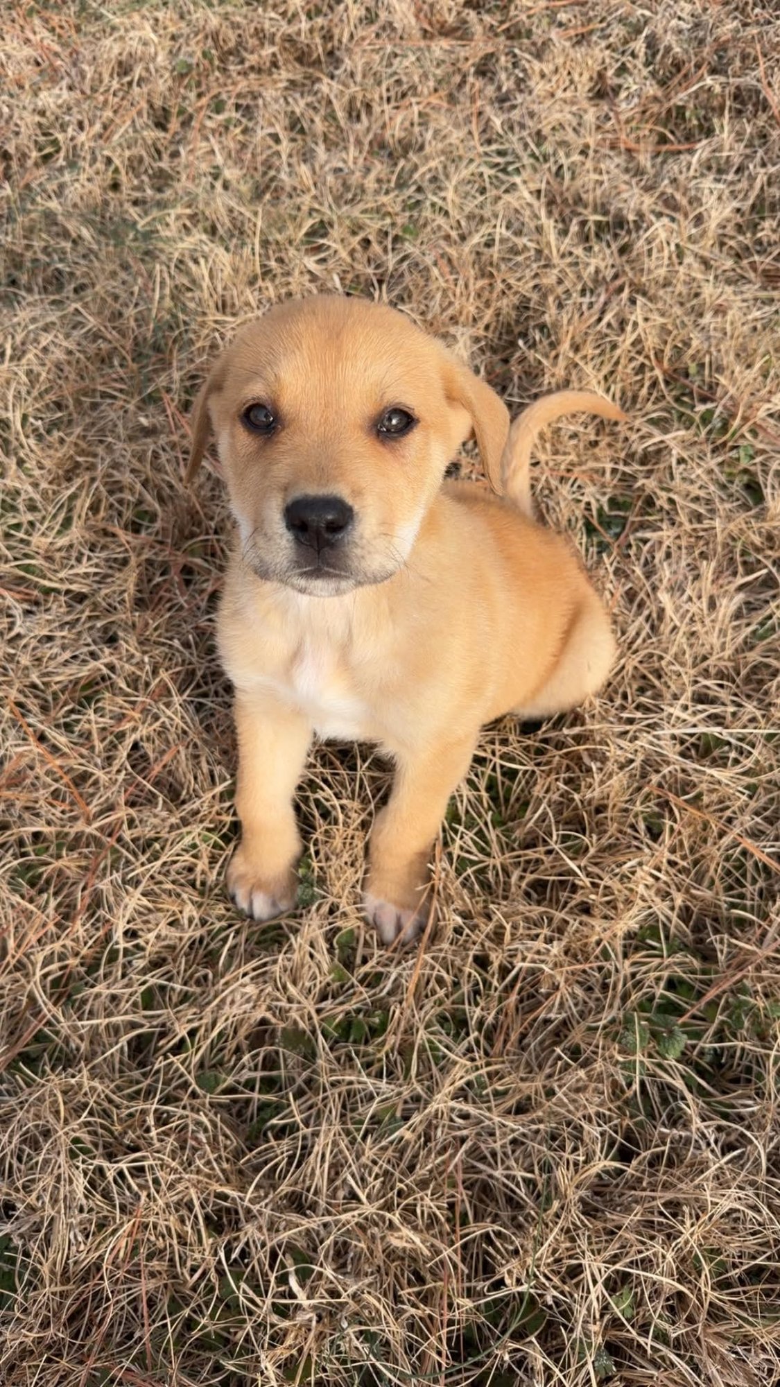 Willie-Nick of Time Litter - Photo 3