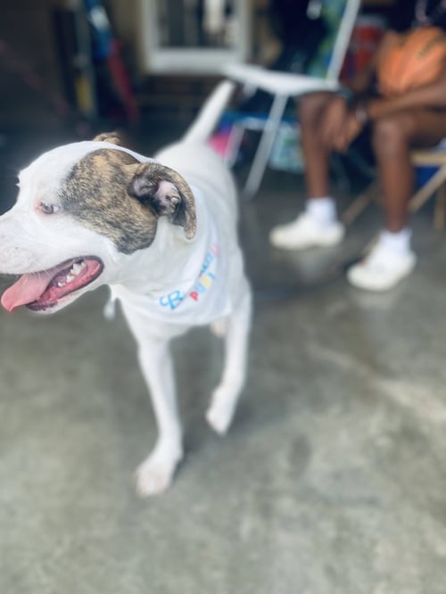 SALEM - American Staffordshire Terrier / Jack Russell Terrier available for adoption