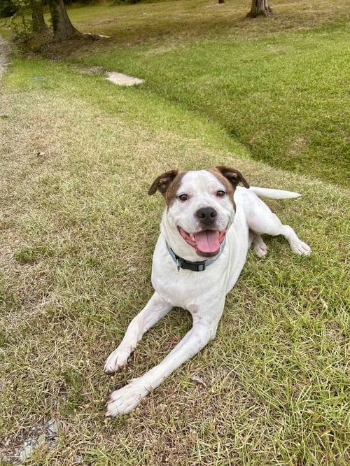 SALEM - American Staffordshire Terrier / Jack Russell Terrier available for adoption