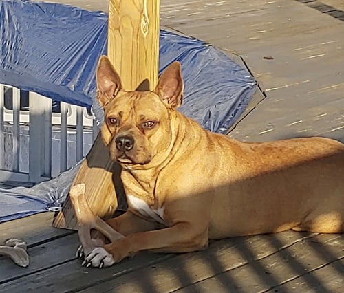 CLYDE (BONDED TO BONNIE) - Boxer / Terrier available for adoption