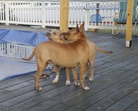 Clyde (bonded to Bonnie) - Photo 4