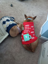 Clyde (bonded to Bonnie) - Photo 8