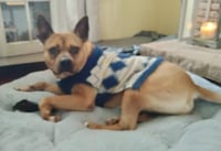 Clyde (bonded to Bonnie) - Photo 9