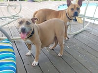Clyde (bonded to Bonnie) - Photo 5