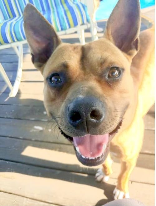 CLYDE (BONDED TO BONNIE) - Boxer / Terrier available for adoption