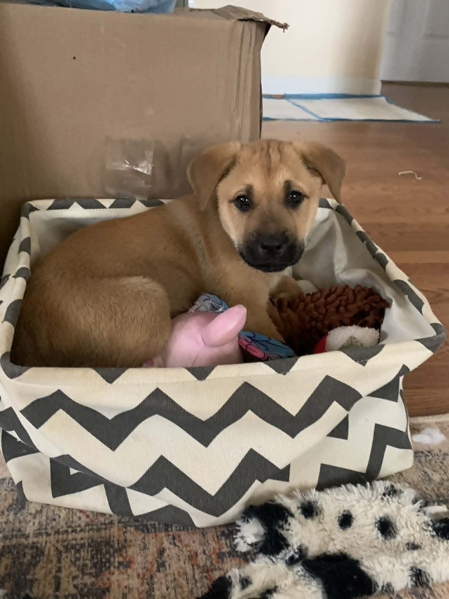 GWEN-NICK OF TIME LITTER - Australian Shepherd / Shepherd available for adoption