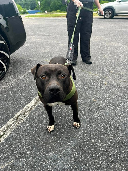 BUBBA - American Pit Bull Terrier / Staffordshire Bull Terrier available for adoption