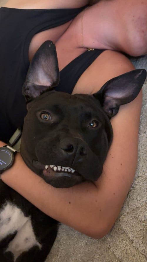 BUBBA - Black Labrador Retriever / American Pit Bull Terrier available for adoption