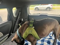 Bubba - Photo 8