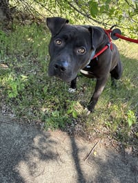 Bubba - Photo 3