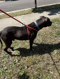 Bubba - Photo 4