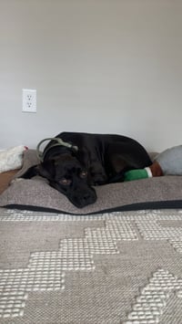 Bubba - Photo 5
