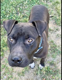 Bubba - Photo 2