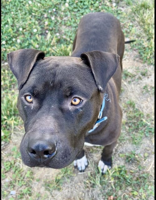 BUBBA - American Pit Bull Terrier / Staffordshire Bull Terrier available for adoption