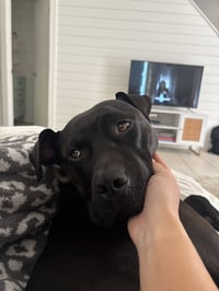 Bubba - Photo 3