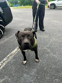 Bubba - Photo 6
