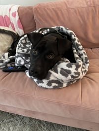 Bubba - Photo 8