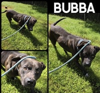 Bubba - Photo 5